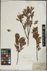 Foto von Salix lapponum L.